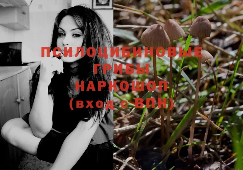 Галлюциногенные грибы Psilocybe  закладка  Карасук 