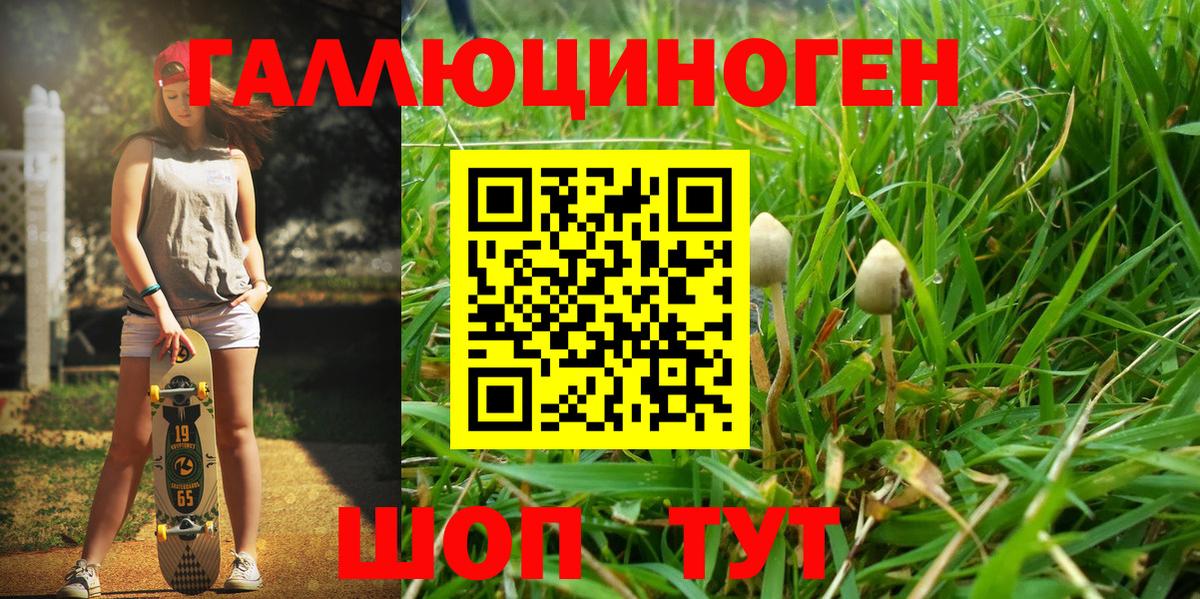 Галлюциногенные грибы Psilocybine cubensis Карасук